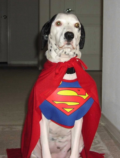 SuperDog_sm.jpg