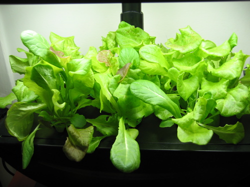 aerogarden_lettuce_052007_end.jpg