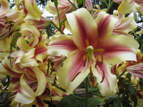 lillies1.jpg